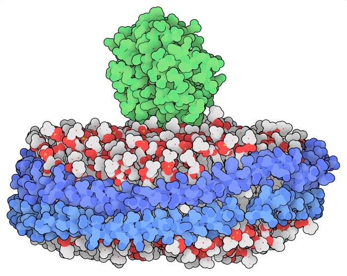 Phát hiện điểm yếu mới của virus HIV nhờ vào công nghệ Nanodisc