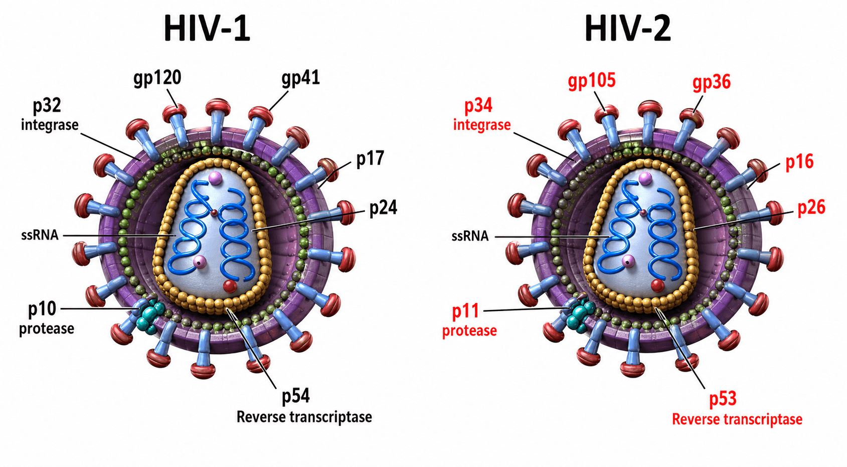 Những thông tin thú vị về HIV-2